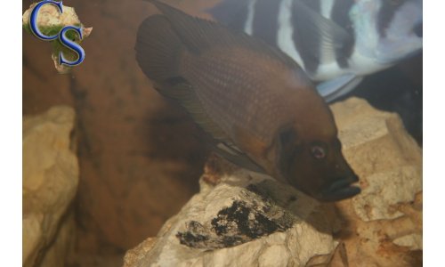 Altolamprologus compressiceps gold